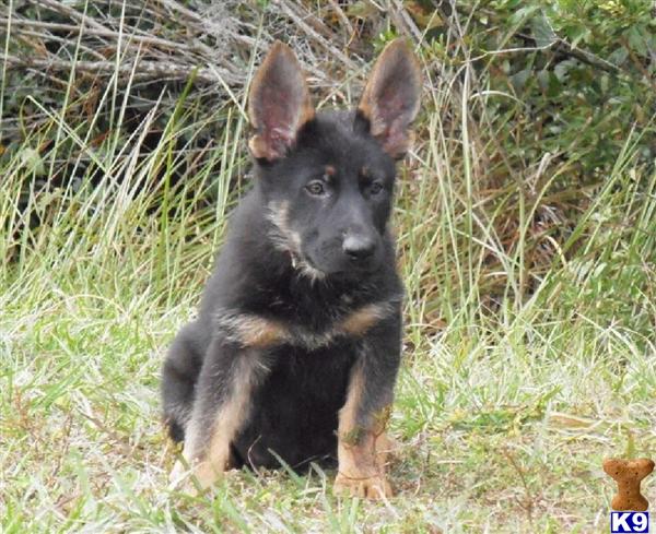 German Shepherd Puppies in FL